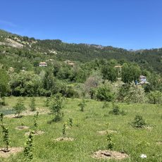 Project 2023 “olifantsgras” Selba, Albanië